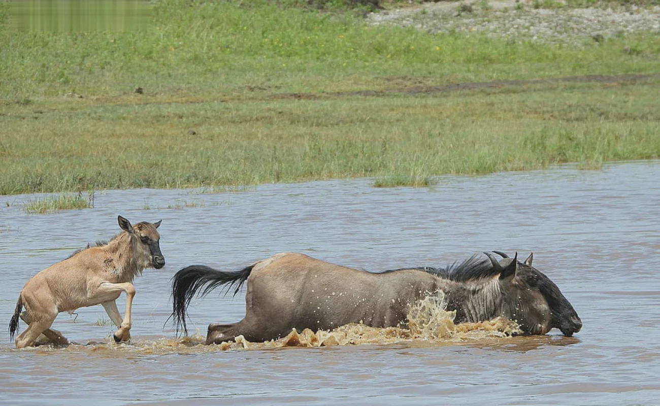 serengeti